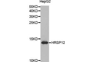 Western blot analysis of extracts of HepG2 cell lines, using HRSP12 antibody. (HRSP12 抗体  (AA 1-137))