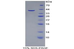 SDS-PAGE analysis of Pig Apolipoprotein A2 Protein. (APOA2 蛋白)