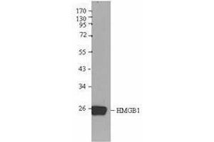 Western Blotting (WB) image for anti-High Mobility Group Box 1 (HMGB1) antibody (ABIN2666344) (HMGB1 抗体)