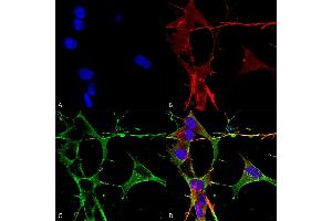 Immunocytochemistry/Immunofluorescence analysis using Mouse Anti-Neuroligin 3 Monoclonal Antibody, Clone S110-29 (ABIN1741465). (Neuroligin 3 抗体  (AA 730-848) (PE))