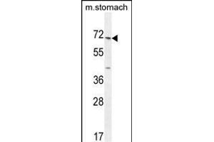 ESCO2 Antibody (Center) (ABIN654674 and ABIN2844369) western blot analysis in mouse stomach tissue lysates (35 μg/lane). (ESCO2 抗体  (AA 132-161))