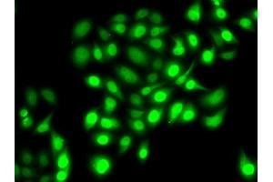 Immunofluorescence (IF) image for anti-Protein Regulator of Cytokinesis 1 (PRC1) (AA 351-620) antibody (ABIN6146124)