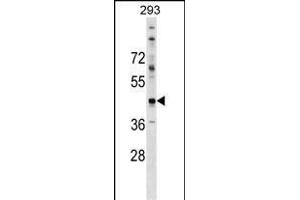 CADM2 Antibody (N-term) (ABIN1539413 and ABIN2849111) western blot analysis in 293 cell line lysates (35 μg/lane). (CADM2 抗体  (N-Term))