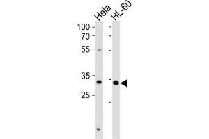 Western Blotting (WB) image for anti-Transcription Factor AP-4 (Activating Enhancer Binding Protein 4) (TFAP4) antibody (ABIN2996468) (TFAP4 抗体)