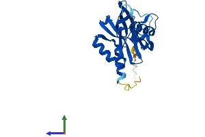 Protein Structure (PS) image for Nudix (Nucleoside Diphosphate Linked Moiety X)-Type Motif 5 (NUDT5) (AA 1-218) protein (His tag) (ABIN7561655)