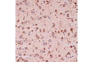 Immunohistochemistry of paraffin-embedded mouse brain using Peroxiredoxin 4 (PRDX4) (PRDX4) Rabbit mAb (ABIN7269238) at dilution of 1:100 (40x lens). (Peroxiredoxin 4 抗体)