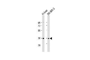 All lanes : Anti-AKR7A3 Antibody (Center) at 1:2000 dilution Lane 1: human liver lysate Lane 2: SK-BR-3 whole cell lysate Lysates/proteins at 20 μg per lane. (AKR7A3 抗体  (AA 187-217))