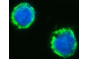 IF analysis of MFF using anti-MFF antibody (ABIN7599292). (MFF 抗体  (AA 1-342))