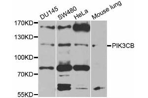 Western blot analysis of extracts of various cell lines, using PIK3CB antibody (ABIN5970370) at 1/1000 dilution. (PIK3CB 抗体)