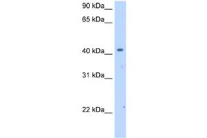 Western Blotting (WB) image for anti-Solute Carrier Family 25 (Mitochondrial Carrier, Phosphate Carrier), Member 24 (SLC25A24) (Middle Region) antibody (ABIN2781634)