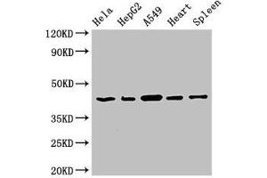 Western Blot Positive WB detected in: Hela whole cell lysate, HepG2 whole cell lysate, A549 whole cell lysate, Rat heart tissue, Rat spleen tissue All lanes: EIF3M antibody at 2. (Eukaryotic Translation Initiation Factor 3, Subunit M (EIF3M) (AA 2-374) 抗体)
