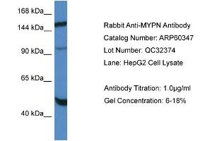 Western Blotting (WB) image for anti-Myopalladin (MYPN) (C-Term) antibody (ABIN2788415) (Myopalladin 抗体  (C-Term))
