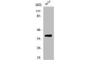 Western Blot analysis of MCF7 cells using ERdj3 Polyclonal Antibody (DNAJB11 抗体  (Internal Region))