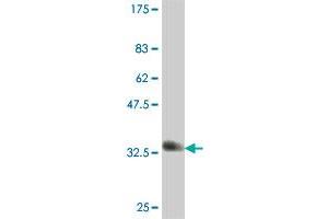 Western Blot detection against Immunogen (35. (SRSF3 抗体  (AA 1-85))
