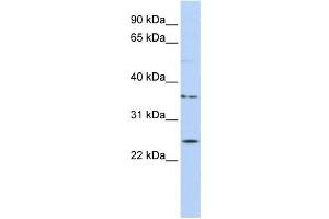 Western Blotting (WB) image for anti-IQ Motif Containing F1 (IQCF1) antibody (ABIN2459603) (IQCF1 抗体)