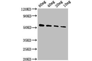 Western Blot Positive WB detected in Recombinant protein All lanes: VP40 antibody at 1:2000 Secondary Goat polyclonal to rabbit IgG at 1/50000 dilution Predicted band size: 51 kDa Observed band size: 51 kDa (VP4 (AA 1-326) 抗体)