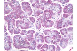 Anti-Ceramide Kinase / CERK antibody IHC staining of human pancreas. (CERK 抗体  (AA 487-516))