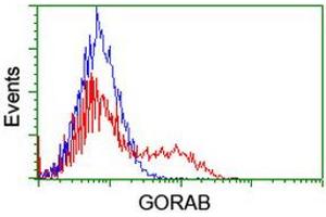 Image no. 2 for anti-Golgin, RAB6-Interacting (GORAB) (AA 35-394) antibody (ABIN1491439) (GORAB 抗体  (AA 35-394))