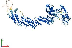 AlphaFold protein structure predicition of Human Recombinant CUL1 Protein, UniprotID Q13616 (Cullin 1 Protein (CUL1) (AA 1-776) (His tag))