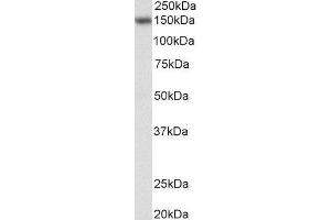 ABIN4902710 (0. (NFATC3 抗体)