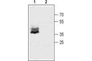 Western blot analysis of mouse brain membranes:1.
