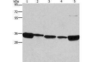 Western Blot analysis of 293T, A431, NIH/3T3, hela and hepG2 cell using ELAVL1 Polyclonal Antibody at dilution of 1:667 (ELAVL1 抗体)