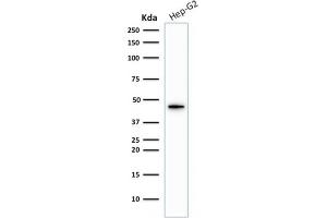 Western Blot Analysis of Hep-G2 cell lysate using Cytokeratin 19 Rabbit Recombinant Monoclonal Antibody (KRT19/1959R).