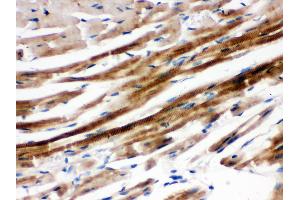 Immunohistochemistry (IHC) image for anti-Protein tyrosine Phosphatase, Non-Receptor Type 11 (PTPN11) (AA 69-99), (N-Term) antibody (ABIN3043912)