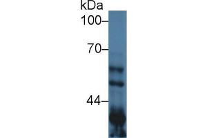 Western Blot; Sample: Mouse Lung lysate; Primary Ab: 1µg/ml Rabbit Anti-Mouse GSK3a Antibody Second Ab: 0. (GSK3 alpha 抗体  (AA 122-406))