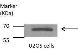 WB Image Sample(30 μg of whole cell lysate) A:HeLaS3 B:Hep G2, 7. (SHP1 抗体)