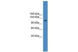 WB Suggested Anti-USP38 Antibody Titration: 0. (USP38 抗体  (Middle Region))