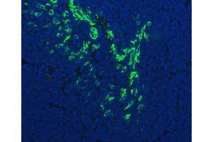 IF analysis of FDCSP using anti-FDCSP antibody (ABIN5518833).