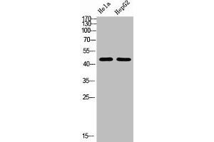 Western Blotting (WB) image for anti-Tubulin, alpha 1B (TUBA1B) (C-Term) antibody (ABIN7185634)
