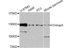 Western blot analysis of extracts of various cell lines, using Cntnap3 Antibody (ABIN5974876) at 1/1000 dilution. (CNTNAP3 抗体)