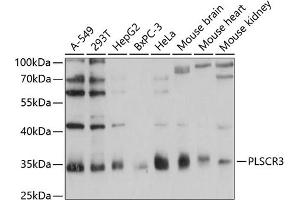 Western blot analysis of extracts of various cell lines, using PLSCR3 antibody (ABIN6132499, ABIN6145798, ABIN6145799 and ABIN6215981) at 1:1000 dilution.
