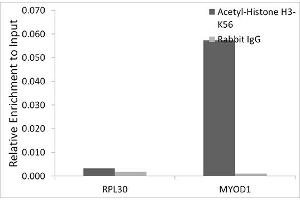 Chromatin immunoprecipitation analysis of extracts of HeLa cells, using Acetyl-Histone H3-K56 antibody (ABIN7267674) and rabbit IgG.