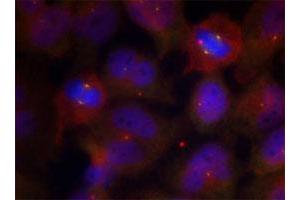 Immunofluorescence staining of methanol-fixed HeLa cells using SYT2 (phospho T202) polyclonal antibody . (SYT2 抗体  (pThr202))