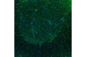 Immunofluorescent staining of mouse spinal cord with HTR3B polyclonal antibody . (Serotonin Receptor 3B 抗体  (AA 8-57))