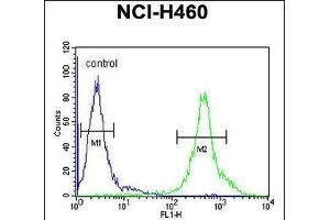 DENND1B Antibody (N-term) (ABIN654339 and ABIN2844110) flow cytometric analysis of NCI- cells (right histogram) compared to a negative control cell (left histogram). (DENND1B 抗体  (N-Term))