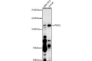 Western blot analysis of extracts of various cell lines, using PMS2 antibody  at 1:500 dilution. (PMS2 抗体  (AA 390-670))