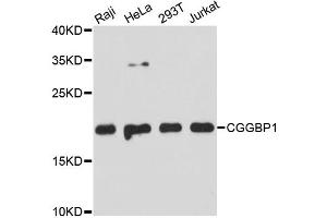 Western blot analysis of extracts of various cell lines, using CGGBP1 antibody (ABIN5972355) at 1:3000 dilution. (CGGBP1 抗体)