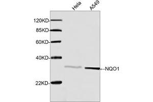 Western blot analysis of cell lysates using Rabbit Anti-NQO1 Polyclonal Antibody (ABIN399016, 1 µg/mL) The signal was developed with IRDyeTM 800 Conjugated Goat Anti-Rabbit IgG. (NQO1 抗体  (C-Term))