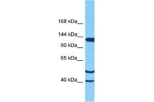 anti-Tubulin tyrosine Ligase-Like Family, Member 5 (TTLL5) (C-Term) antibody