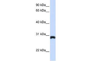 PEX11A antibody used at 1 ug/ml to detect target protein. (PEX11A 抗体  (Middle Region))