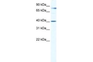 Western Blotting (WB) image for anti-TEA Domain Family Member 3 (TEAD3) antibody (ABIN2460727) (TEAD3 抗体)