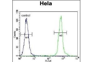 ZN Antibody (C-term) (ABIN655885 and ABIN2845286) flow cytometric analysis of Hela cells (right histogram) compared to a negative control cell (left histogram). (ZNF384 抗体  (C-Term))