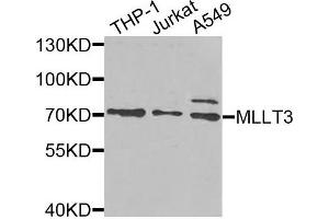 Western blot analysis of extracts of various cells, using MLLT3 antibody. (AF9 抗体)