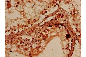 Immunohistochemistry of paraffin-embedded human testis tissue using ABIN7165083 at dilution of 1:100