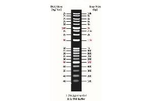 Agarose Gel Electrophoresis (AGE) image for ExcelBand™ 1KB Plus (0.1-10 kb) DNA Ladder (ABIN5662597)