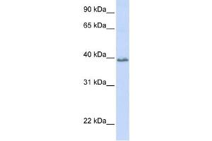 Western Blotting (WB) image for anti-Tetraspanin 10 (TSPAN10) antibody (ABIN2459350) (TSPAN10 抗体)